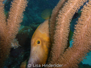 White spotted file fish peeking out from the coral fronds. by Lisa Hinderlider 